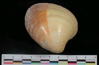 藏品(夕陽黃文蛤)的圖片